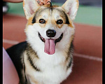 Собаки в Самаре: Предлагается Кобель вельш Корги пемброк  для вязок   Мальчик, 15 000 руб. - фото 1