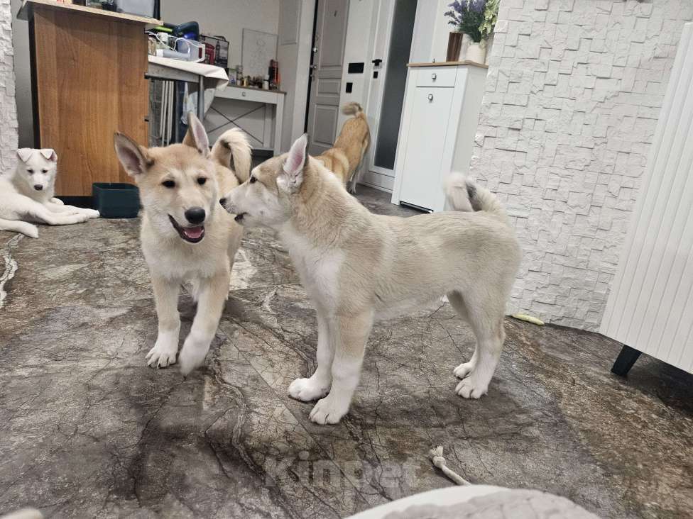 Собаки в Люберцах: Стоимость договорная Мальчик, 20 000 руб. - фото 10