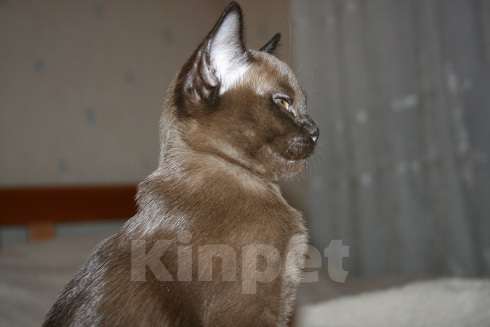 Кошки в Белгороде: Котята Бурма Мальчик, Бесплатно - фото 1