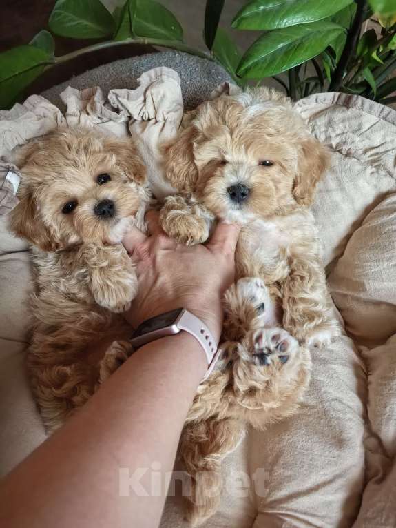 Собаки в Самаре: Девочка  Девочка, 140 000 руб. - фото 5