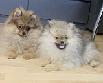 Собаки в Красноярске: Продам щенков померанского шпица Мальчик, Бесплатно - фото 3