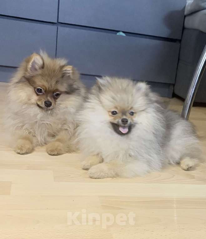Собаки в Красноярске: Продам щенков померанского шпица Мальчик, Бесплатно - фото 3
