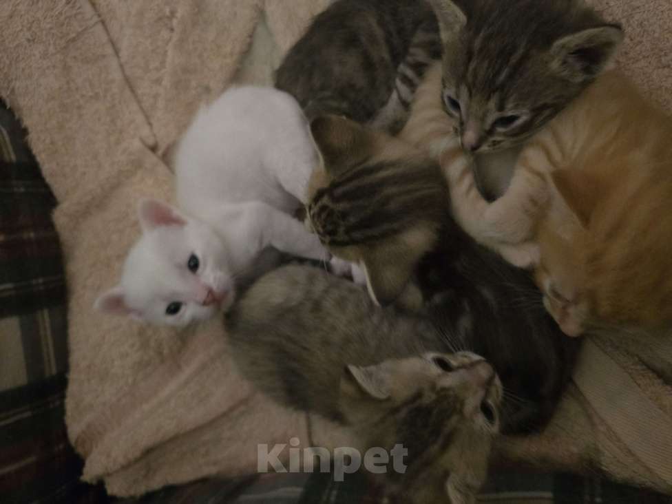 Кошки в других городах Московской области: Отдам котёнка мальчик или девочка в добрые руки Мальчик, Бесплатно - фото 1