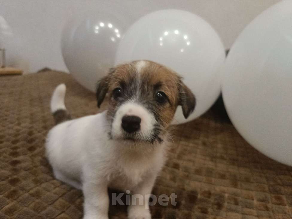 Собаки в Москве: Джек Рассел терьер Девочка, 25 000 руб. - фото 6