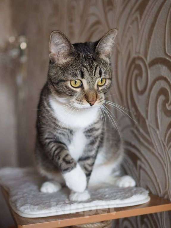 Кошки в Москве: Урчик ищет дом Девочка, Бесплатно - фото 3