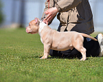 Собаки в Москве: Щенок Американский булли Мальчик, Бесплатно - фото 3