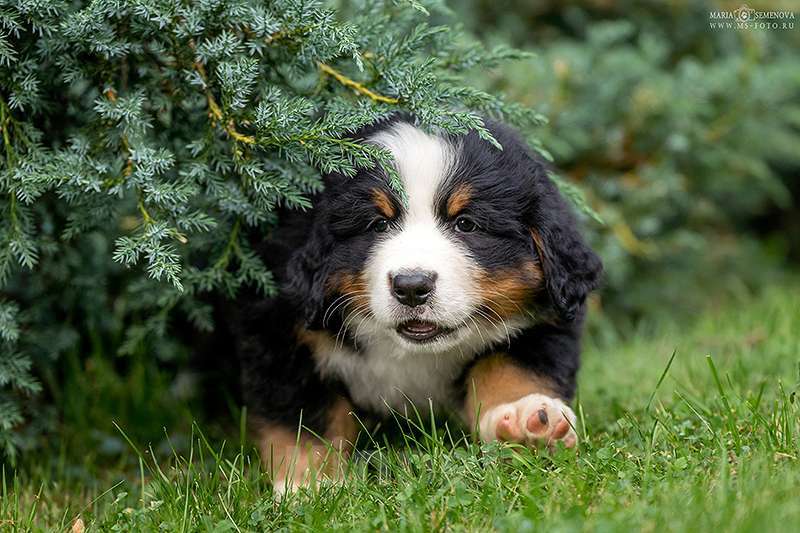 Собаки в Волоколамске: Бернский Зенненхунд, питомник РКФ. Девочка, Бесплатно - фото 3