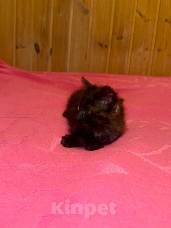 Кошки в Москве: котята в добрые руки Девочка, Бесплатно - фото 3