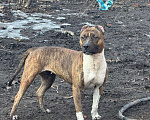 Собаки в Санкт-Петербурге: Питбуль Мунна ищет дом! Девочка, Бесплатно - фото 6