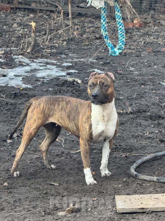 Собаки в Санкт-Петербурге: Питбуль Мунна ищет дом! Девочка, Бесплатно - фото 6