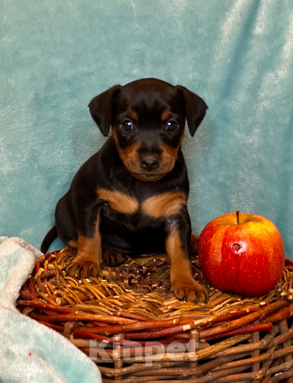 Собаки в Нижнем Новгороде: Щенок Цвергпинчер Девочка, 55 000 руб. - фото 1