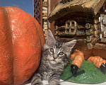 Кошки в Санкт-Петербурге: Котик мейн кун чёрный мраморный серебряный Мальчик, 35 000 руб. - фото 5
