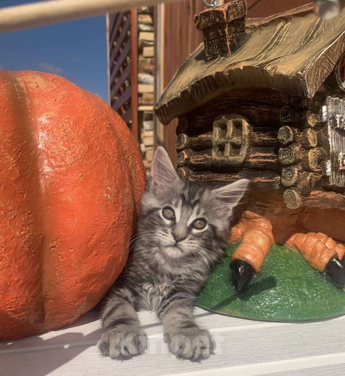 Кошки в Санкт-Петербурге: Котик мейн кун чёрный мраморный серебряный Мальчик, 35 000 руб. - фото 5