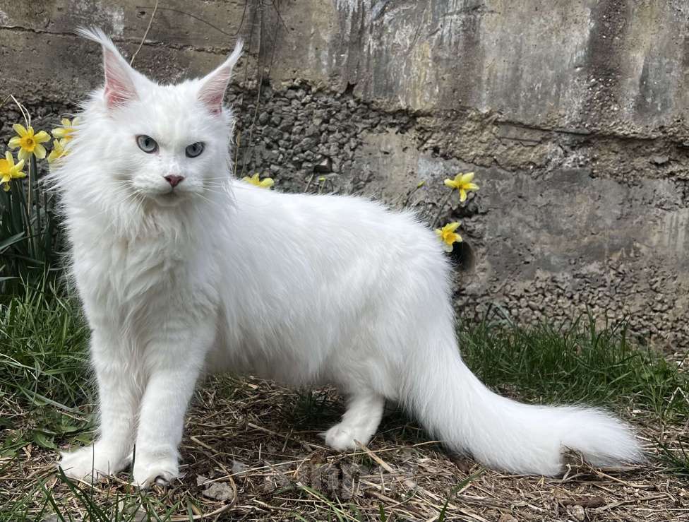 Кошки в Пятигорске: Питомник Affectionate miracle Девочка, Бесплатно - фото 2