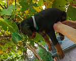 Собаки в Краснодаре: Мальчик доберман  Мальчик, 12 000 руб. - фото 2
