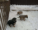 Собаки в Химках: Щеноки мальчик и две девочки 2 месяца, смесь восточночно европейская и немецкая  Мальчик, 1 руб. - фото 2