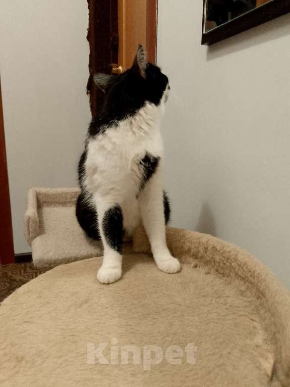 Кошки в Москве: Боня в добрые руки Девочка, Бесплатно - фото 5