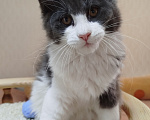 Кошки в Перми: Котенок Мейн Кун Девочка, 25 000 руб. - фото 1