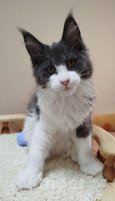 Кошки в Перми: Котенок Мейн Кун Девочка, 25 000 руб. - фото 1