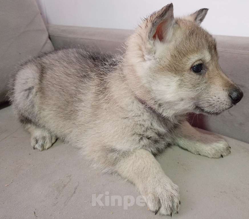 Собаки в Иваново: Продам щенка Чехословацкой волчьей собаки  Мальчик, 20 000 руб. - фото 4