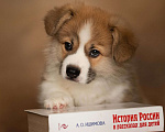 Собаки в Санкт-Петербурге: Ищет лучшие ручки малыш вельш корги Пемброк Мальчик, 70 000 руб. - фото 3