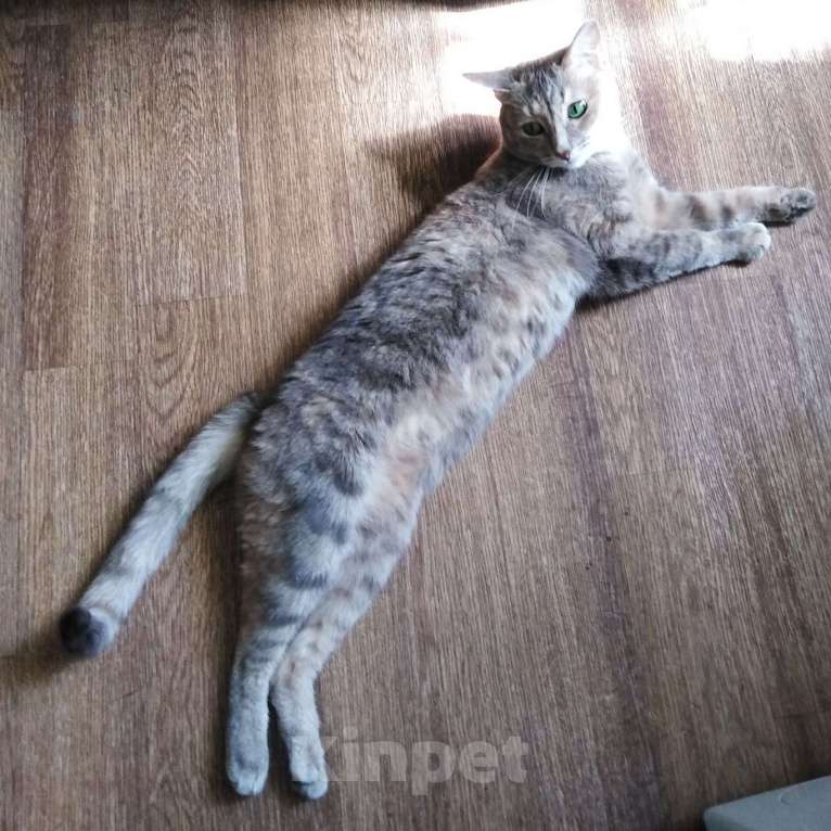 Кошки в Казани: Помогите найти Алису! Девочка, 10 000 руб. - фото 5