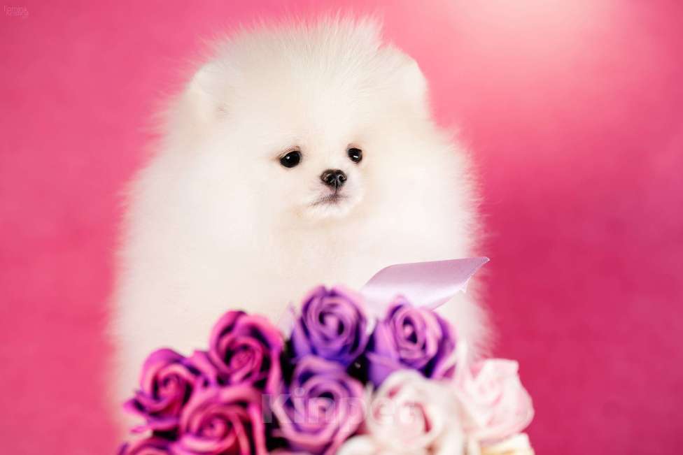 Собаки в Москве: Девочка бело-кремовая Девочка, 105 000 руб. - фото 3