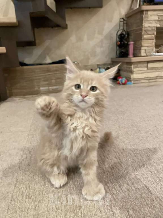 Кошки в Москве: Мальчик поли Мальчик, 45 000 руб. - фото 2