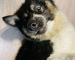 Собаки в Сергиеве Посаде: Невероятная девочка❤️‍🔥 Девочка, 1 руб. - фото 1
