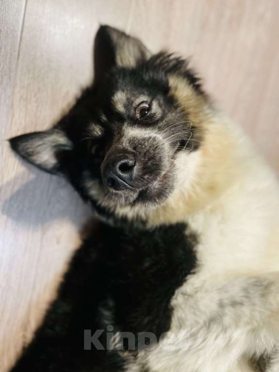 Собаки в Сергиеве Посаде: Невероятная девочка❤️‍🔥 Девочка, 1 руб. - фото 1