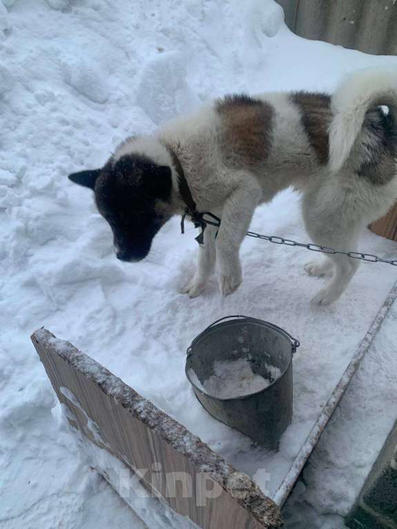 Собаки в Казани: Спасаем от плохого обращения Девочка, Бесплатно - фото 3