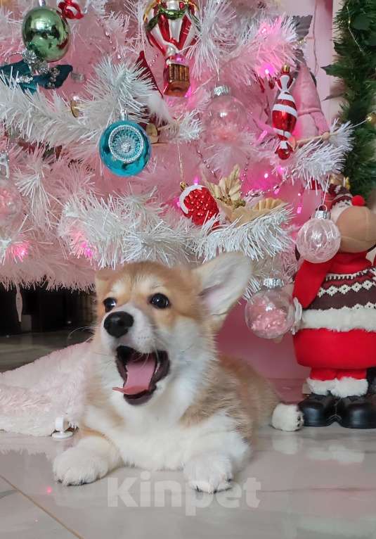 Собаки в Санкт-Петербурге: Корги пемброк девочка  Девочка, 80 000 руб. - фото 5