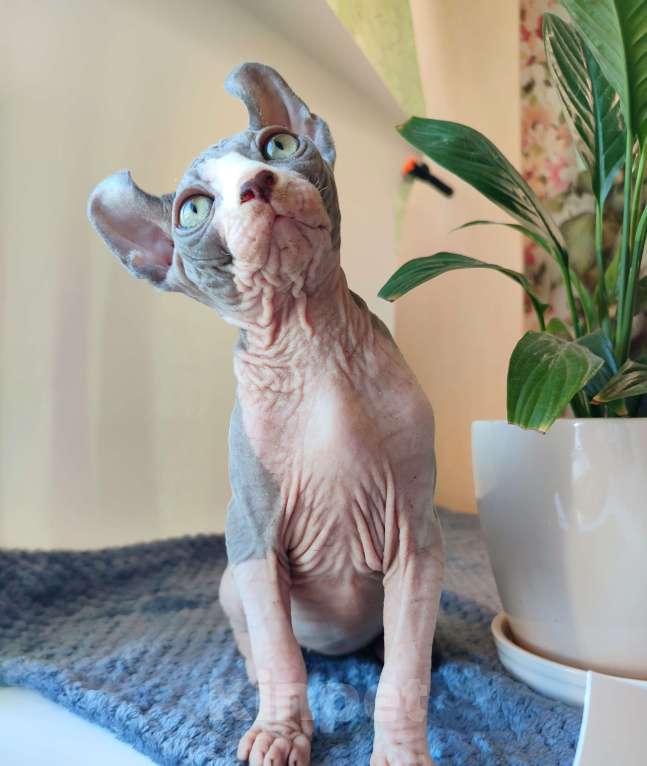 Кошки в других городах Краснодарского края: Эльф, Канадский сфинкс  Мальчик, 35 000 руб. - фото 4