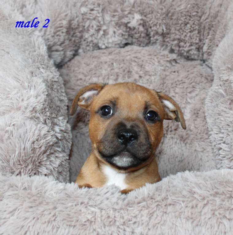 Собаки в Москве: Щенки стаффордширский бультерьер Мальчик, 80 000 руб. - фото 1