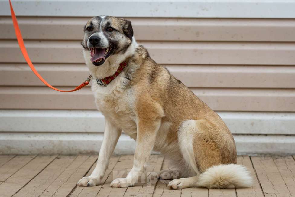 Собаки в Москве: Дейзи Девочка, Бесплатно - фото 22