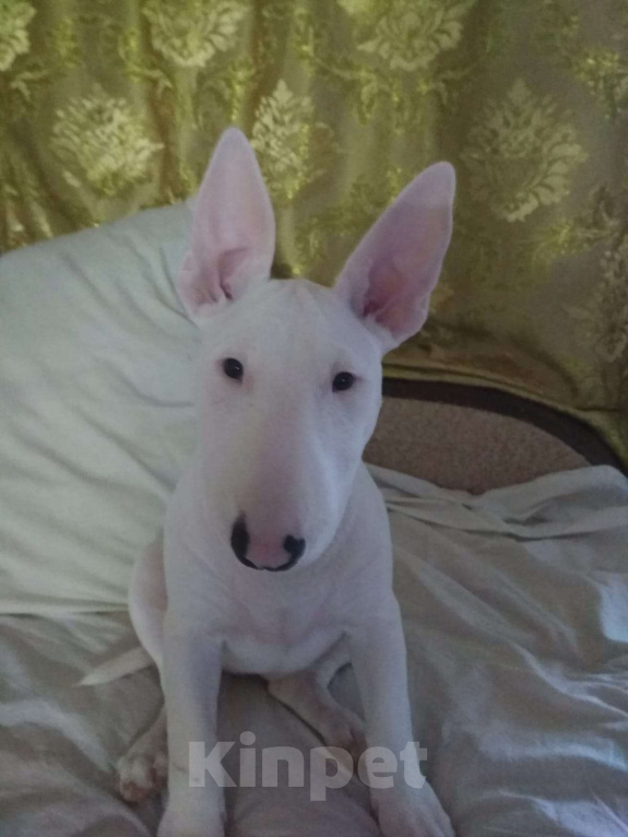 Собаки в Перми: Белая девчуля Девочка, 40 000 руб. - фото 1