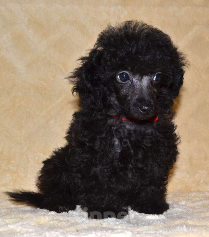 Собаки в Глазове: Оладушка той пудель СКОР Девочка, 50 000 руб. - фото 8