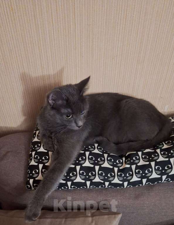 Кошки в Москве: В добрые ручки Девочка, Бесплатно - фото 2