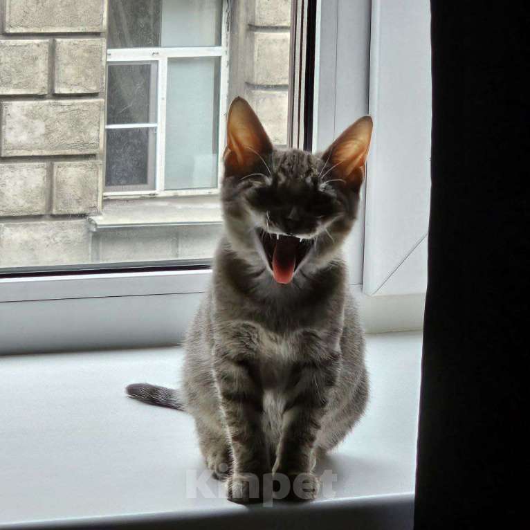 Кошки в Санкт-Петербурге: Котенок Люмия Люми Девочка, Бесплатно - фото 6