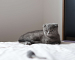 Кошки в Санкт-Петербурге: Шотландский котенок с документами Девочка, Бесплатно - фото 3