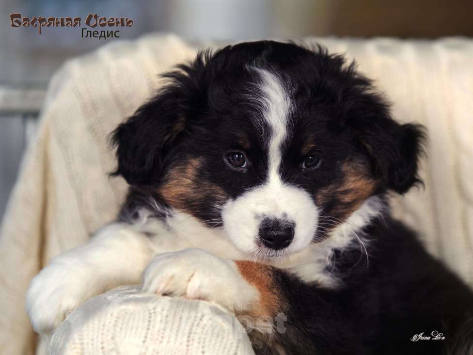 Собаки в других городах Московской области: Продается девочка миниаусси Девочка, 60 000 руб. - фото 6