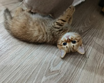 Кошки в Буденновске: Продается котенок шотландский (прямоухий)! Мальчик, 15 000 руб. - фото 3
