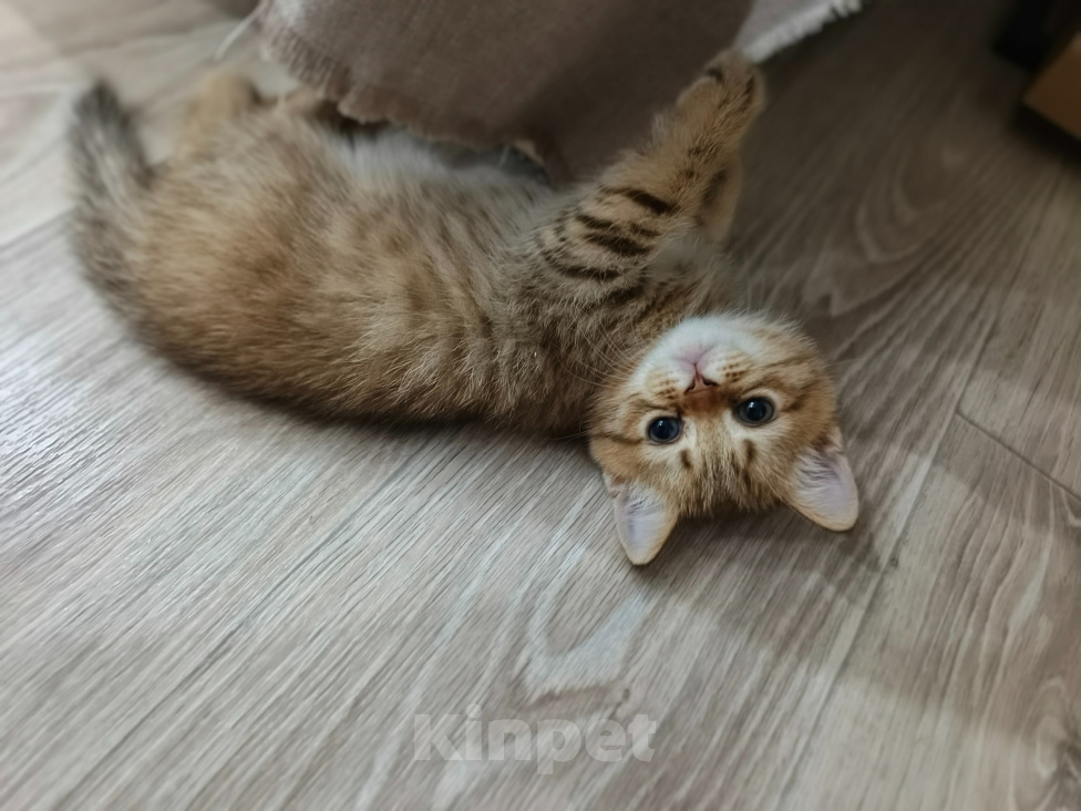 Кошки в Буденновске: Продается котенок шотландский (прямоухий)! Мальчик, 15 000 руб. - фото 3