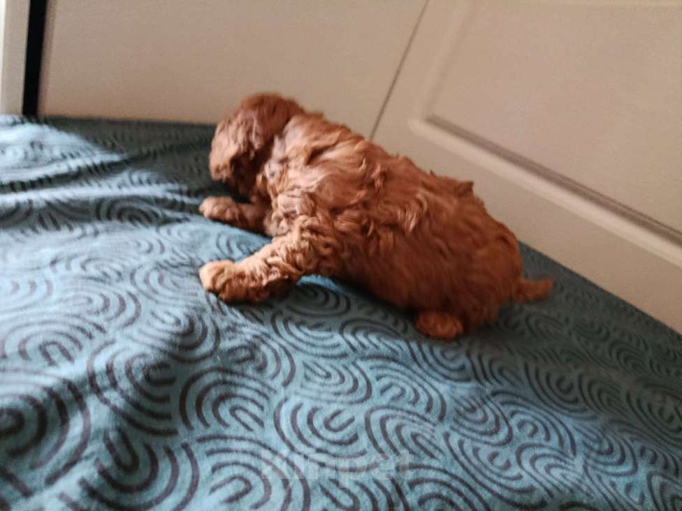 Собаки в Мытищах: Щенки миниатюрного пуделя Девочка, 100 000 руб. - фото 4