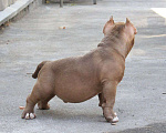 Собаки в Майкопе: Щенок Ам. Булли ищет прекрасную семью Мальчик, 150 000 руб. - фото 2