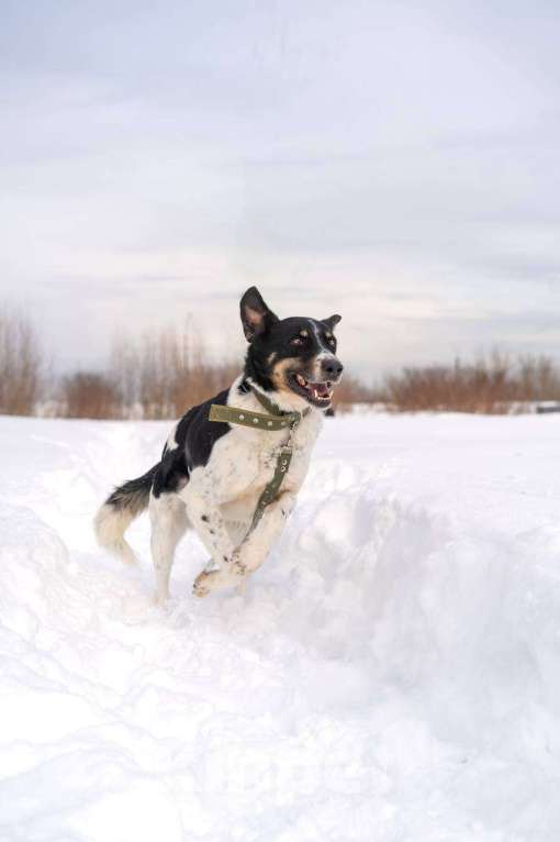 Собаки в Королеве: СуперПёс Анжело! Мальчик, Бесплатно - фото 8