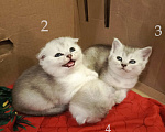 Кошки в Москве: Продам Шотландских вислоухих котят Девочка, 10 000 руб. - фото 1