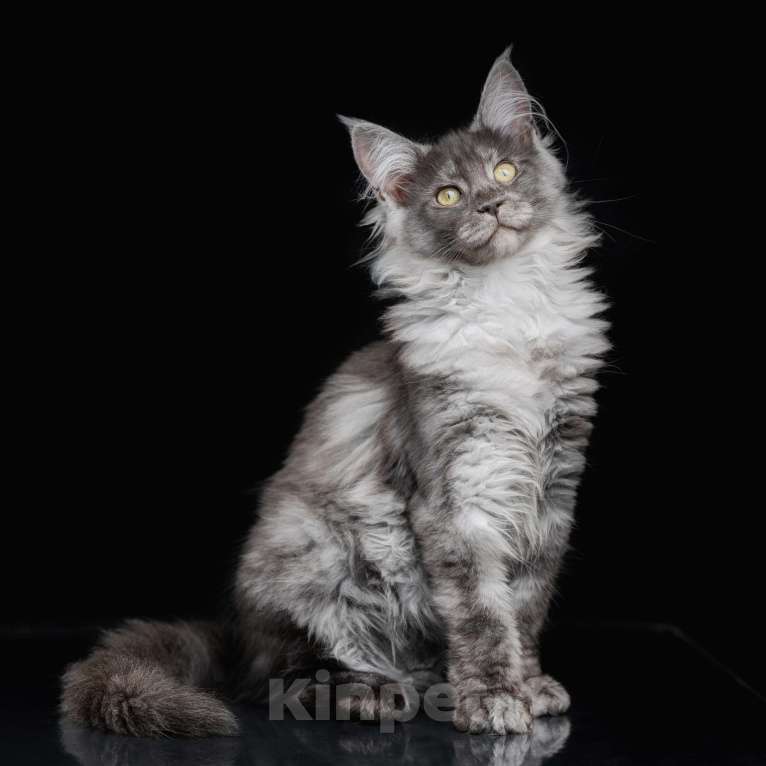 Кошки в других городах Ленинградской области: Котята мей-куна Мальчик, 45 000 руб. - фото 7