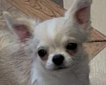 Собаки в Москве: Чихуахуа мальчик  Мальчик, 33 000 руб. - фото 1