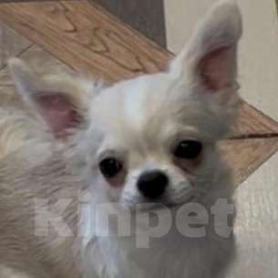 Собаки в Москве: Чихуахуа мальчик  Мальчик, 33 000 руб. - фото 1